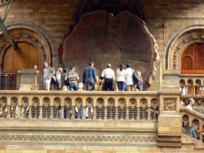 Sequoia gigante al Museo di Storia Naturale di Londra