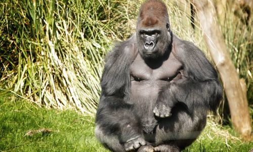 Specie di gorilla ospite dello Zoo di Londra