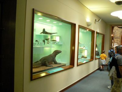 Visita al Museo di Storia Naturale di Londra